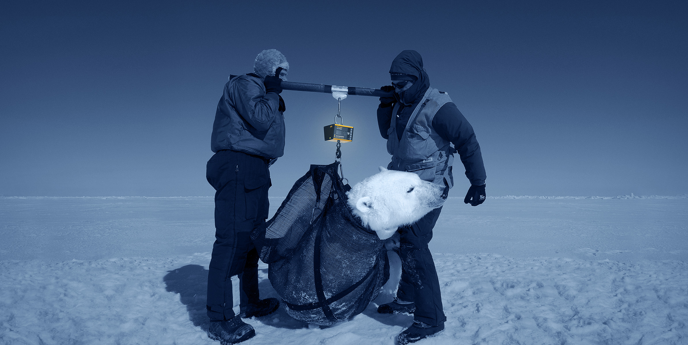 Two scientist use a bar to lift polar bear for weighing